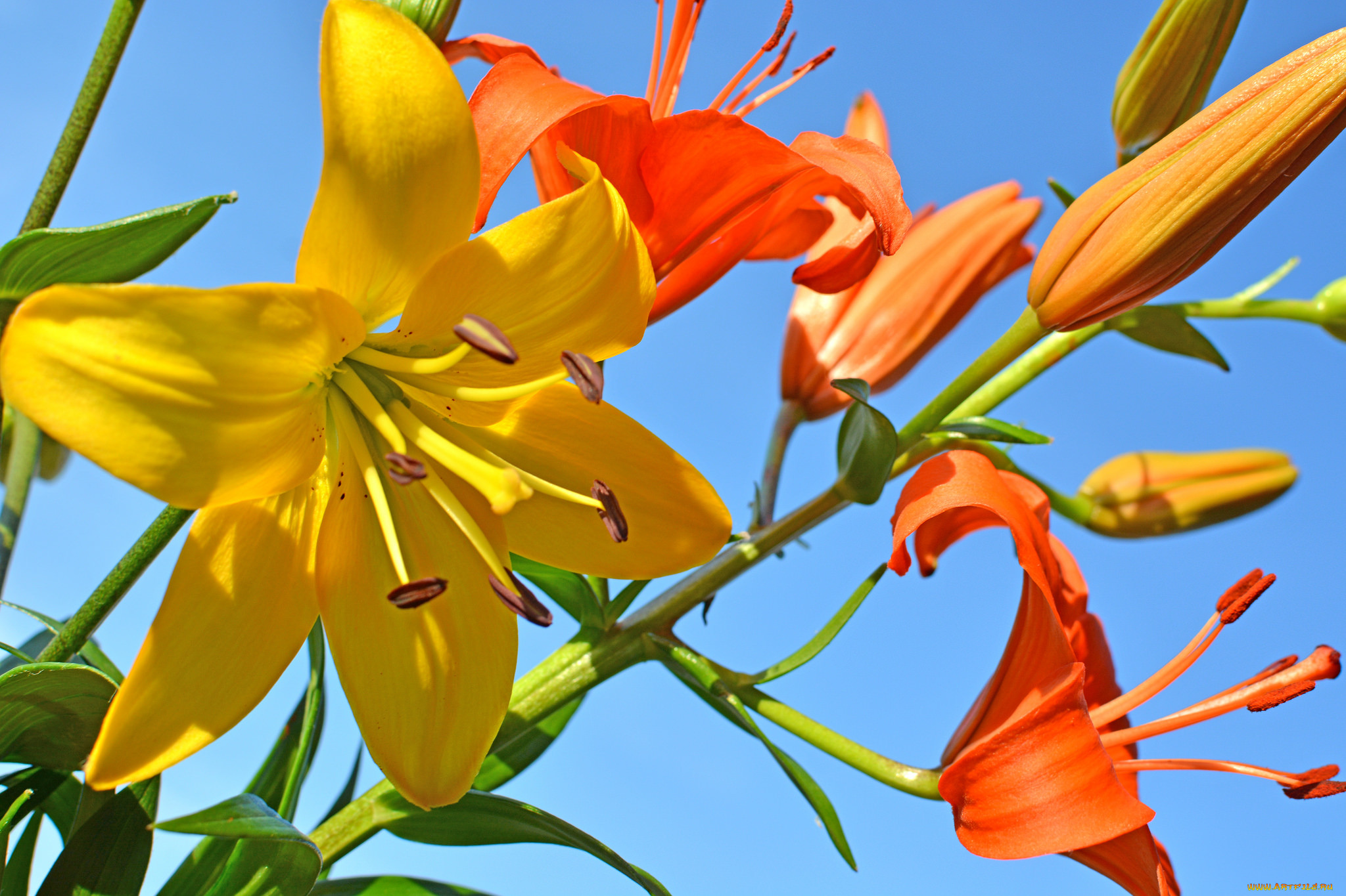 , ,  , lily, , , , pink, buds, blooms